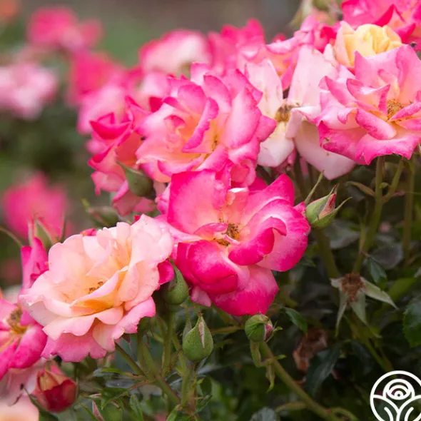 Heirloom Roses Polynesian Punch™ Outlet