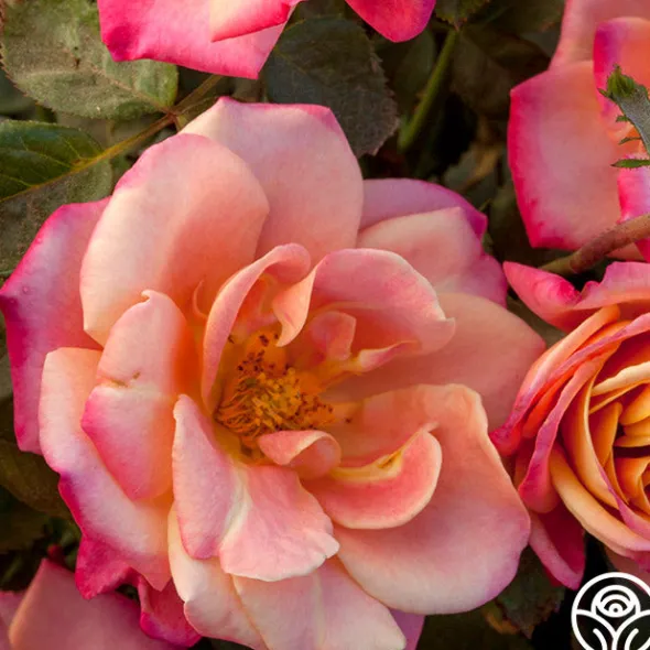 Heirloom Roses Polynesian Punch™ Outlet