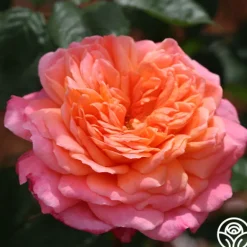 Heirloom Roses Portlandia™ New