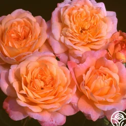 Heirloom Roses Portlandia™ New