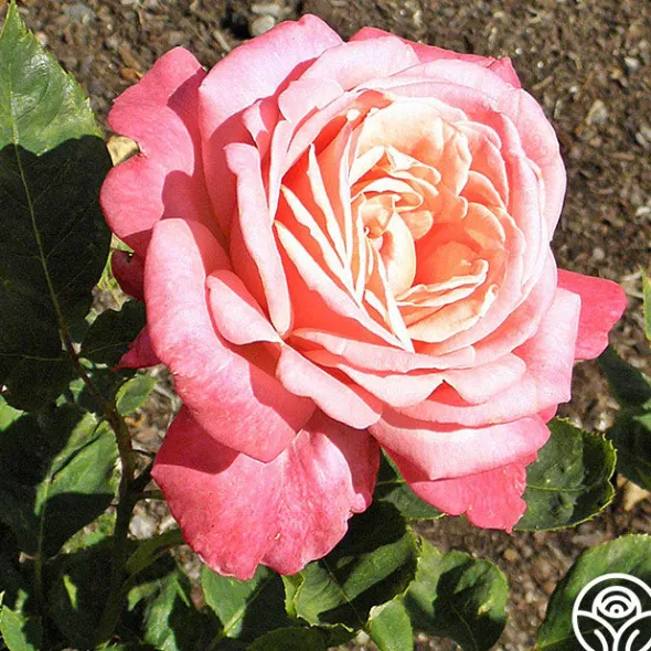 Heirloom Roses Portrait Clearance