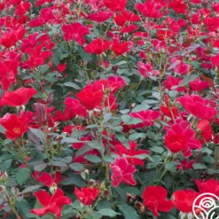 Heirloom Roses Pots in Full Bloom Hot