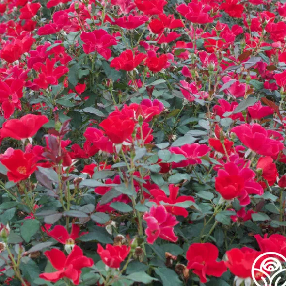 Heirloom Roses Pots in Full Bloom Hot