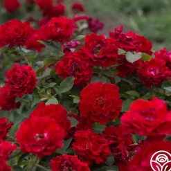 Heirloom Roses Pots in Full Bloom Hot