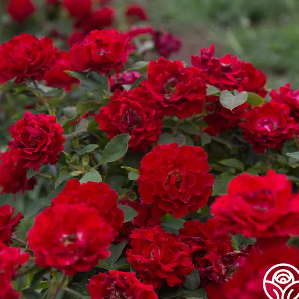 Heirloom Roses Pots in Full Bloom Hot