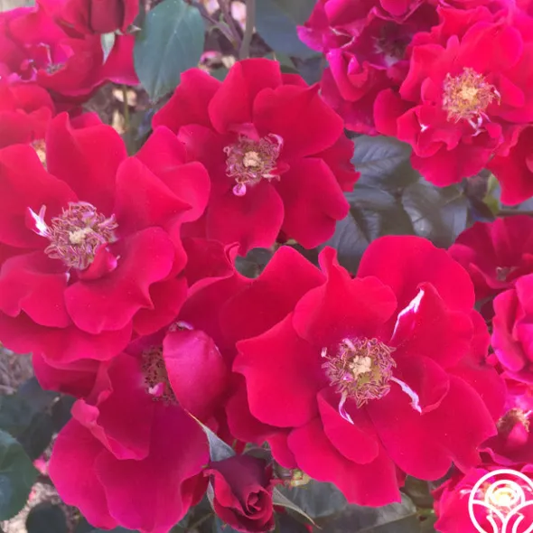 Heirloom Roses Prairie Clogger Sale