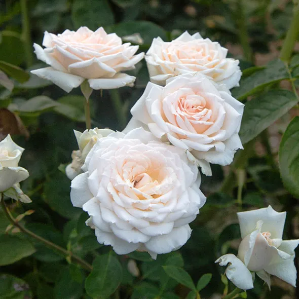 Heirloom Roses Prairie Star™ New