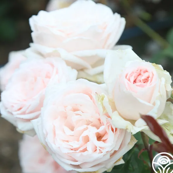 Heirloom Roses Prairie Star™ New