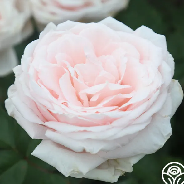 Heirloom Roses Prairie Star™ New