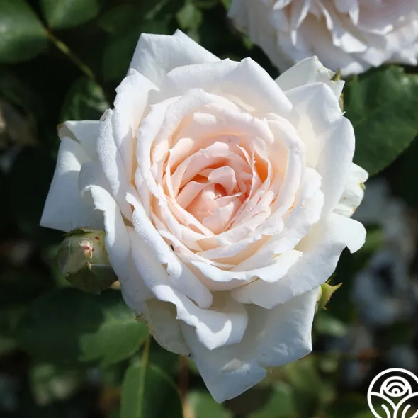 Heirloom Roses Prairie Star™ New