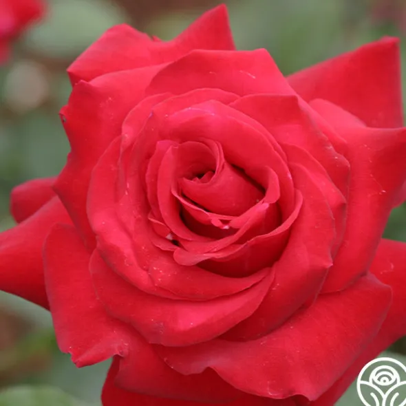 Heirloom Roses Precious Platinum Hot