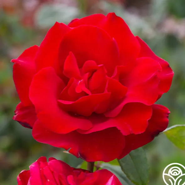 Heirloom Roses Precious Platinum Hot