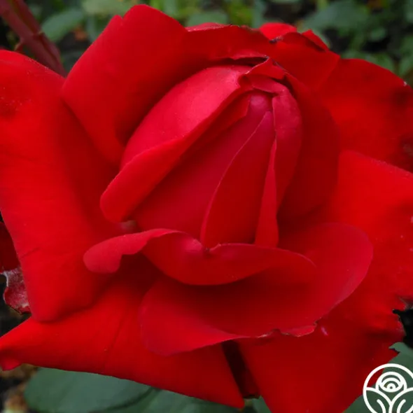 Heirloom Roses Precious Platinum Hot