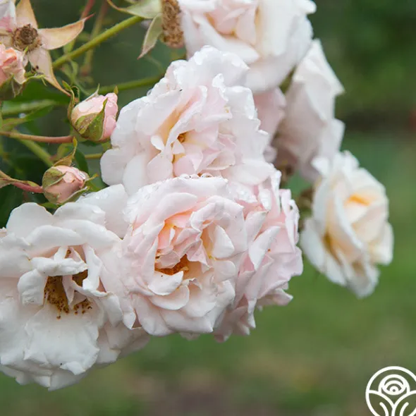 Heirloom Roses Pretty Lady® Discount