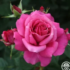 Heirloom Roses Pretty Lady Rose™ New