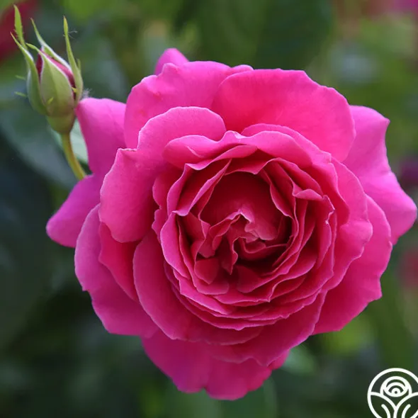 Heirloom Roses Pretty Lady Rose™ New