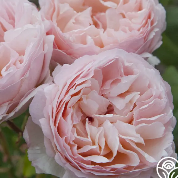 Heirloom Roses Princesse Charlene de Monaco®