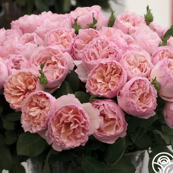 Heirloom Roses Princesse Charlene de Monaco®