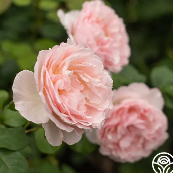 Heirloom Roses Princesse Charlene de Monaco®