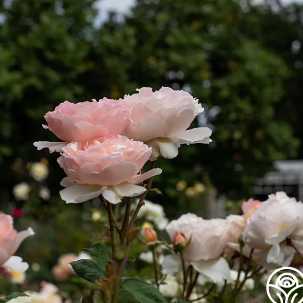Heirloom Roses Princesse Charlene de Monaco®