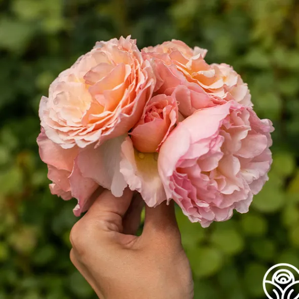 Heirloom Roses Princesse Charlene de Monaco®
