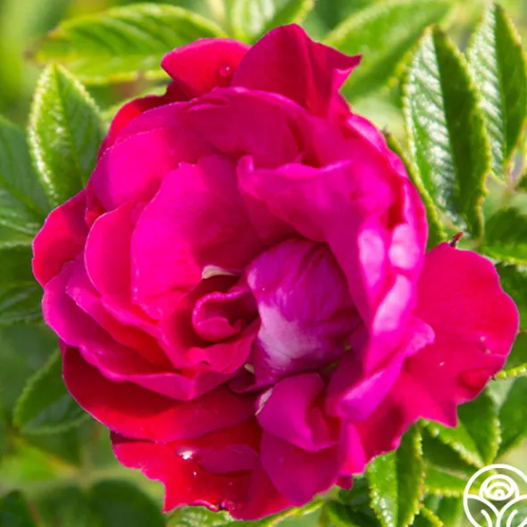 Heirloom Roses Purple Pavement Best