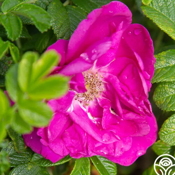 Heirloom Roses Purple Pavement Best
