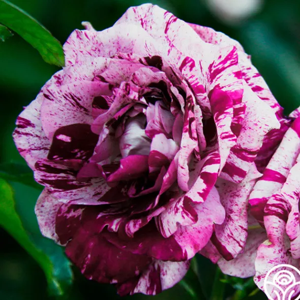 Heirloom Roses Purple Tiger Clearance