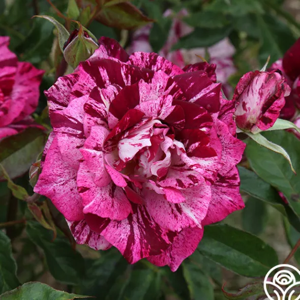 Heirloom Roses Purple Tiger Clearance