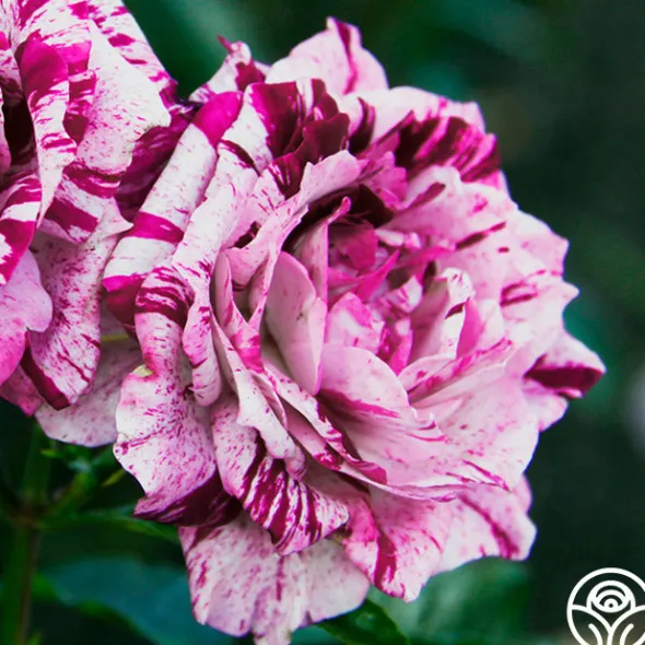 Heirloom Roses Purple Tiger Clearance