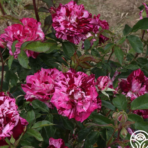 Heirloom Roses Purple Tiger Clearance