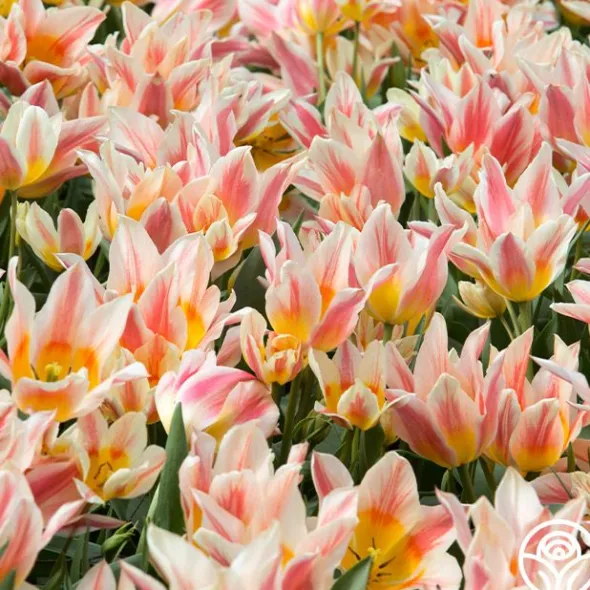 Heirloom Roses Quebec Discount