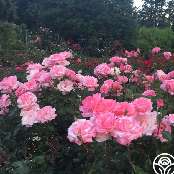 Heirloom Roses Queen Elizabeth®