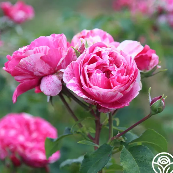 Heirloom Roses Raspberry Cream Twirl™ Clearance