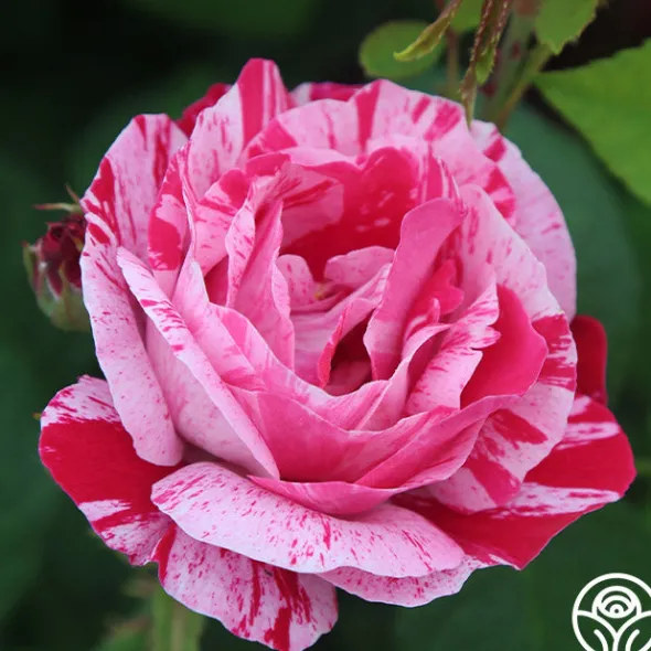 Heirloom Roses Raspberry Cream Twirl™ Clearance