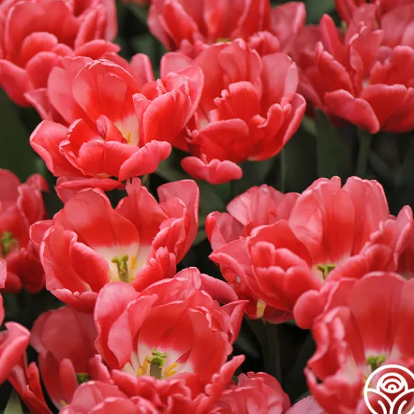 Heirloom Roses Red Foxtrot Sale
