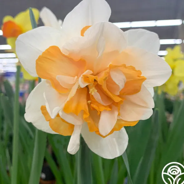 Heirloom Roses Replete New