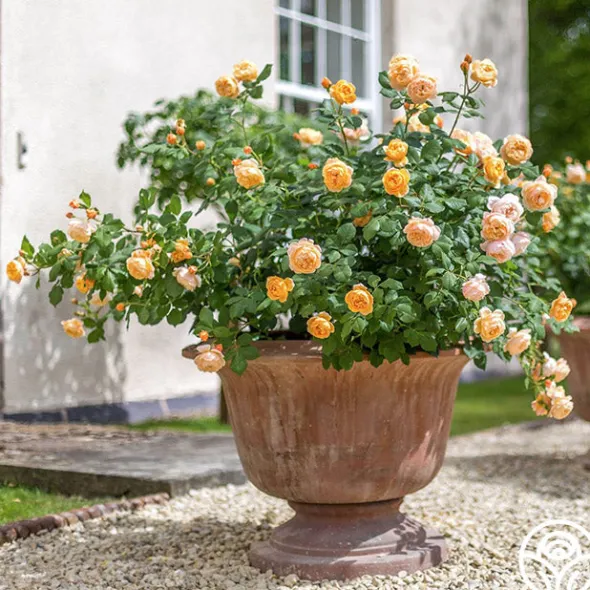 Heirloom Roses Roald Dahl Sale
