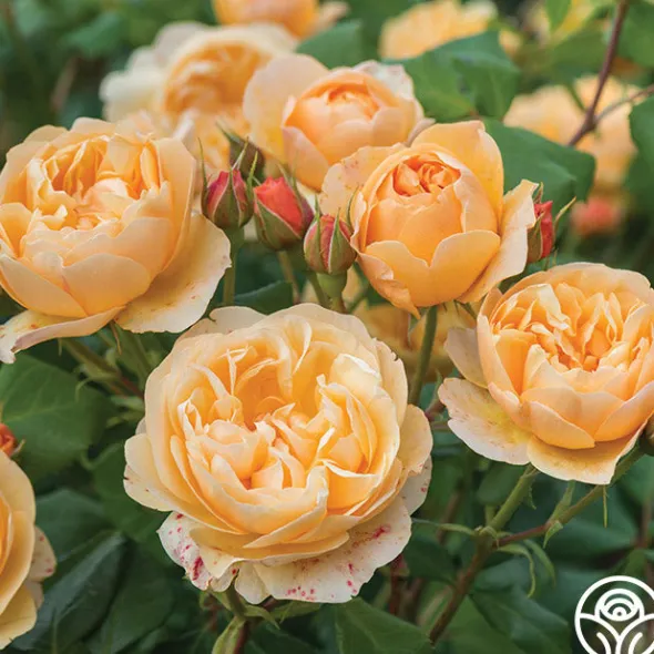 Heirloom Roses Roald Dahl Sale