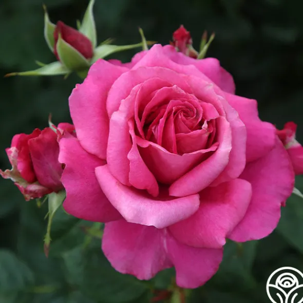 Heirloom Roses Romantic Bouquet Collection Best