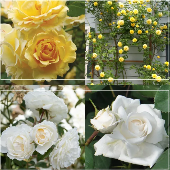 Heirloom Roses Romantic Climber Collection II Outlet