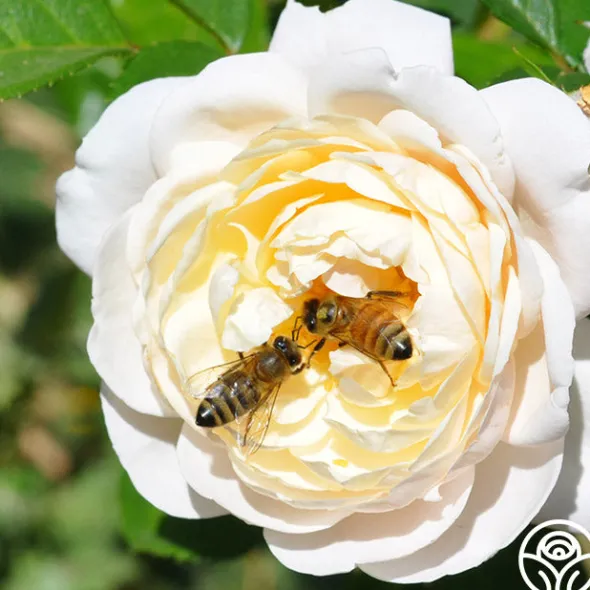 Heirloom Roses Romantic Climber Collection II Outlet