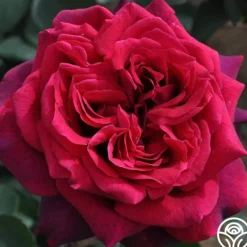 Heirloom Roses Romantic Red Bouquet Collection Hot