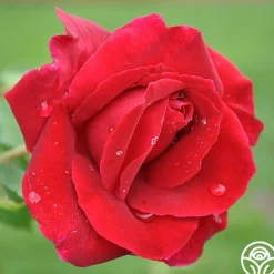 Heirloom Roses Romantic Red Bouquet Collection Hot
