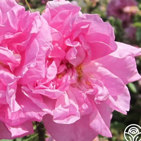 Heirloom Roses Rosa Damascena Semperflorens (Autumn Damask) Best