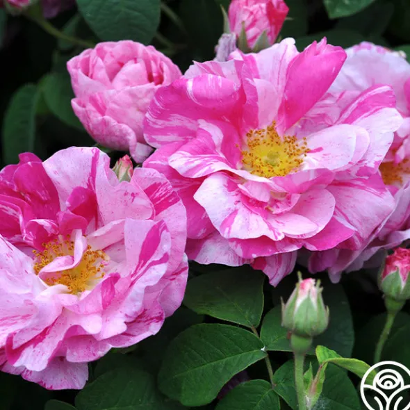 Heirloom Roses Rosa Mundi Hot