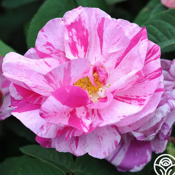 Heirloom Roses Rosa Mundi Hot