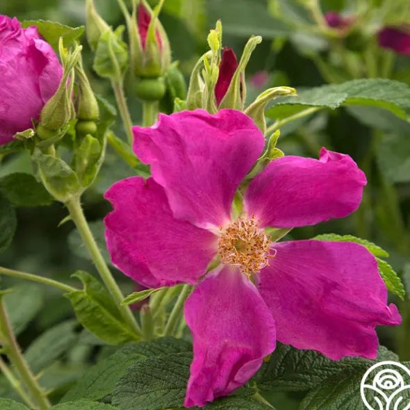 Heirloom Roses Rosa Rugosa Discount