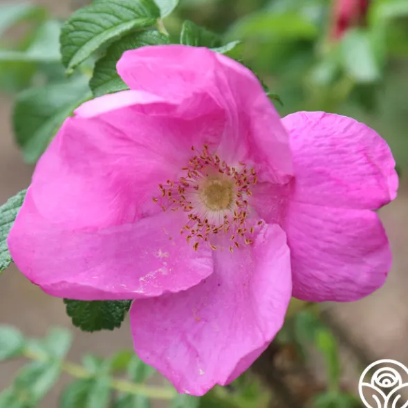 Heirloom Roses Rosa Rugosa Rubra Best