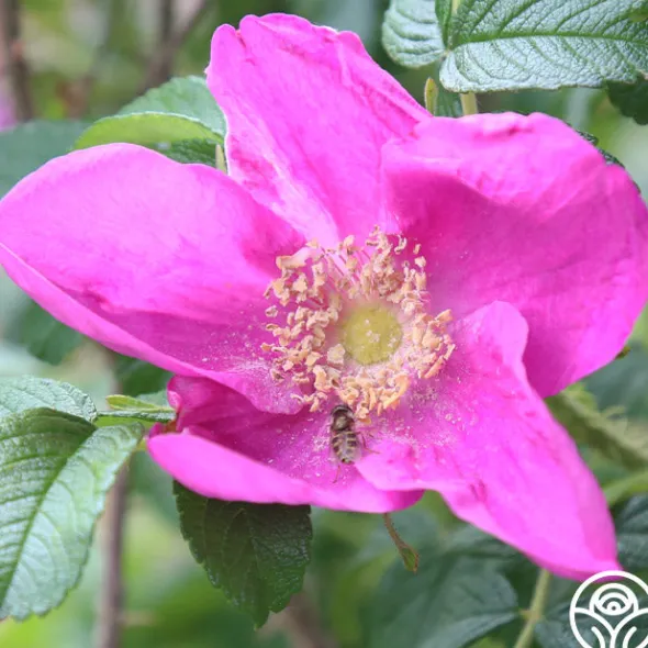 Heirloom Roses Rosa Rugosa Rubra Best